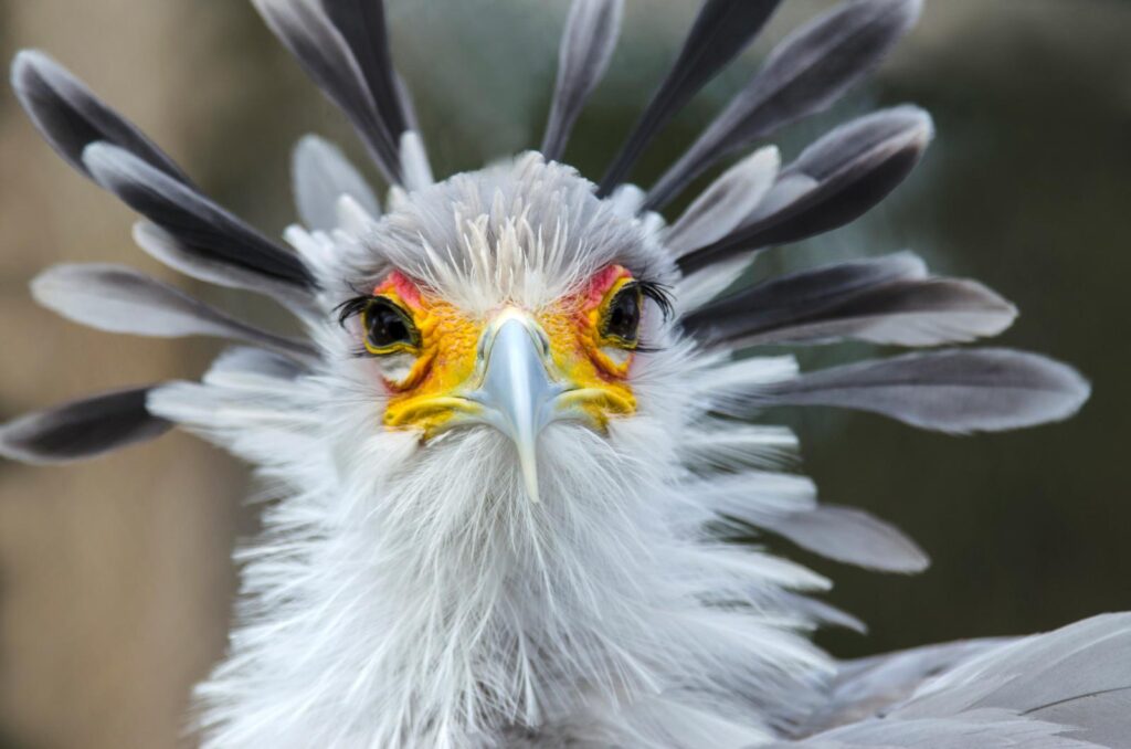 The secretary bird, native to Africa and found south of the Sahara desert, stands about four feet tall.