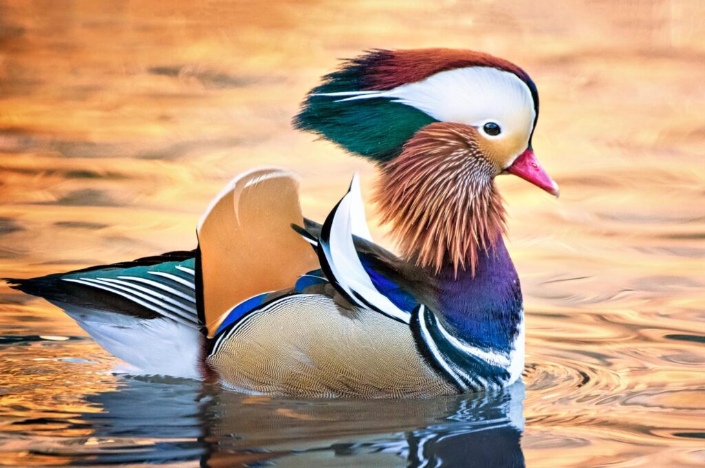 Mandarin duck males In spring and early summer have elaborate, colorful plumage. Females are a little less eye-catching, with gray feathers and a muted bill. After the mating season, the males’ feathers molt to brown and gray as well.