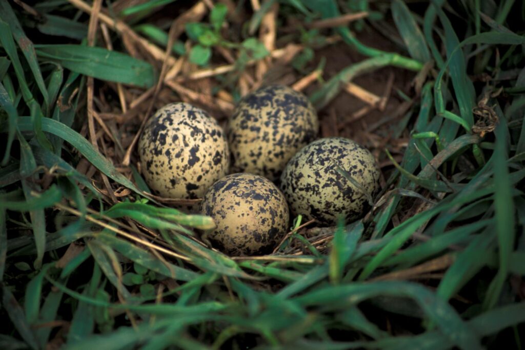 Lapwings often build their nests in rough or broken ground to help camouflage the eggs.