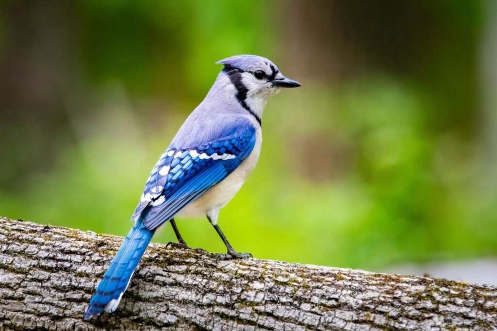 Known for their smarts, blue jays can mimic the calls of hawks to let other jays know a hawk is nearby.