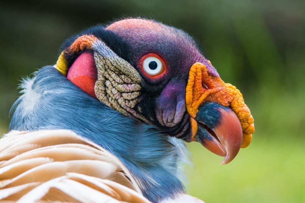 The king vulture is more colorful than other vultures and, unlike other colorful birds, it is bald, which is believed to help prevent disease-laden animal remains from festering in dense plumage.