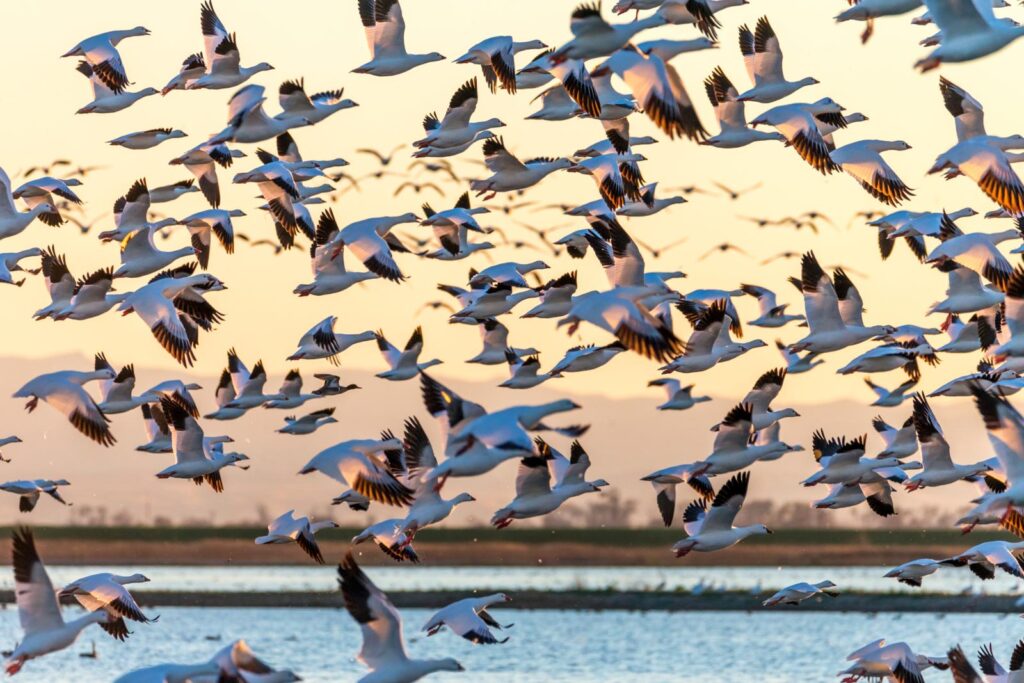 During migration, snow geese travel in large flocks and stick to fairly narrow routes that provide winds to follow, good visibility, and precipitation-free periods.