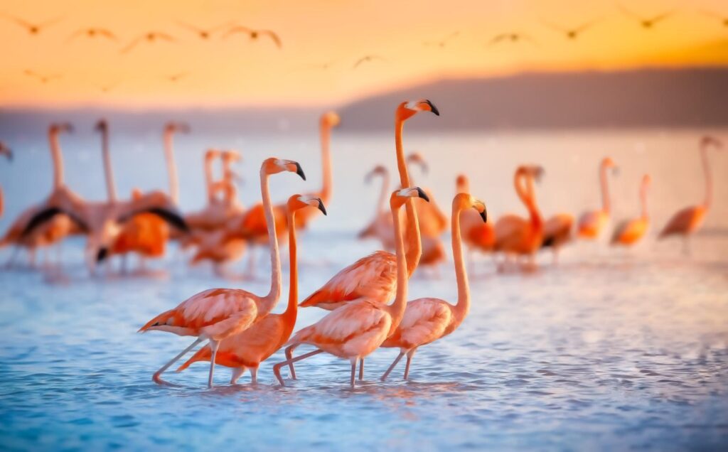 The wild flamingo owes its distinctive hue to a diet that includes that includes shrimp and algae, which contain carotenoids that, when metabolized, create those fiery-colored feathers.
