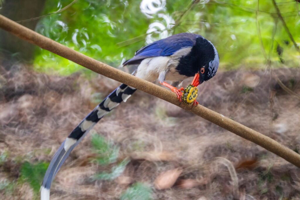 A red- billed blue magpie can use its wedge-shaped beak to open shells.